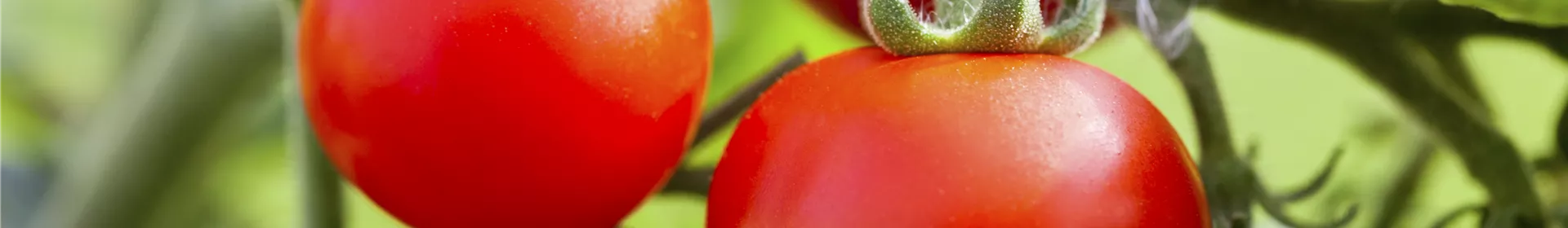 Tomatenrausch - So gelingen Anzucht, Kultur und Ernte - Rosengut Langerwisch
