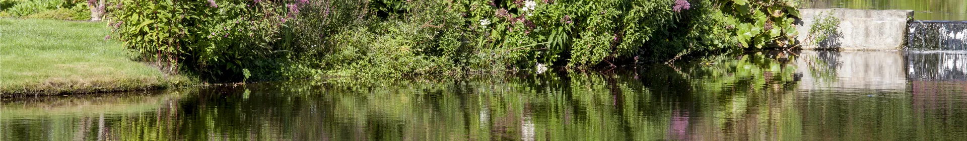 Natürliche Algenbekämpfung im Teich - Rosengut Langerwisch