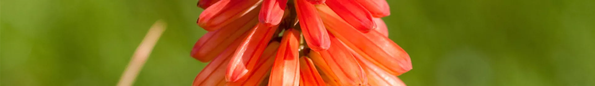 Fackellilie - Einpflanzen im Garten - Rosengut Langerwisch