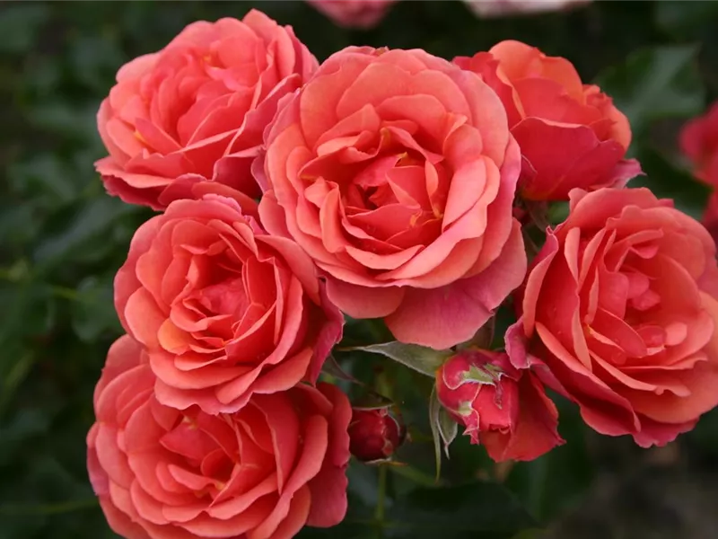 Rosa 'Mandarin 2016'