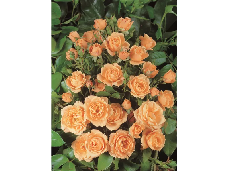 Rosa 'Apricot Clementine®'