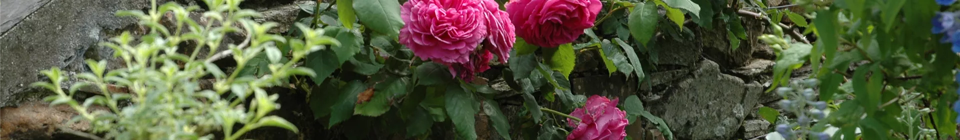 Rosenpflege – pflanzen, schneiden, düngen - Rosengut Langerwisch