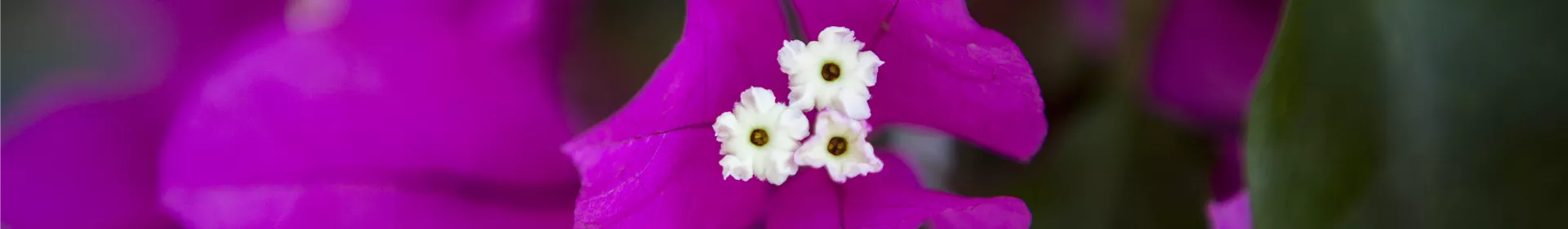 Bougainvillea – Die Wunderblume richtig pflegen - Rosengut Langerwisch