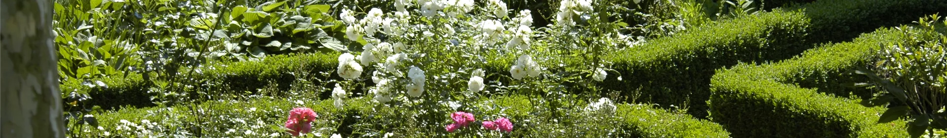Cottage Garden: Englisches Flair im eigenen Garten - Rosengut Langerwisch