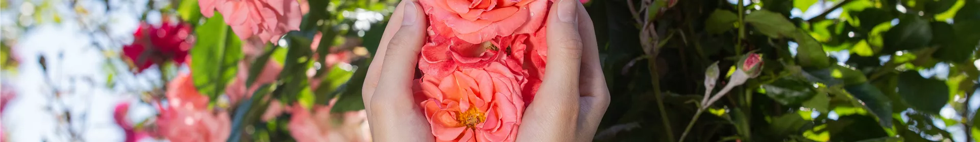 Die Rose – die Königin der Pflanzen für Balkon und Terrasse - Rosengut Langerwisch