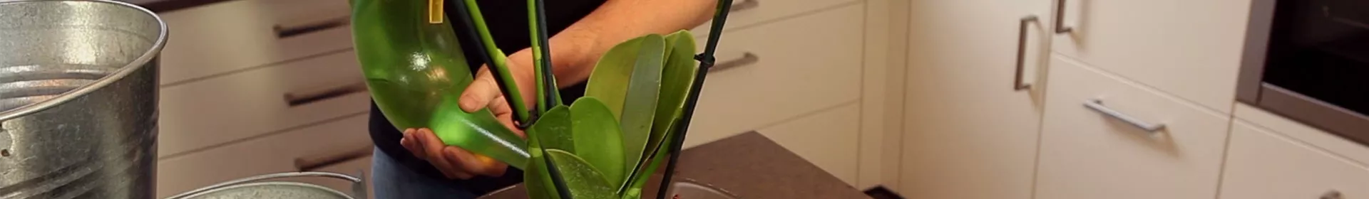 Orchidee - Einpflanzen in ein Gefäß - Rosengut Langerwisch