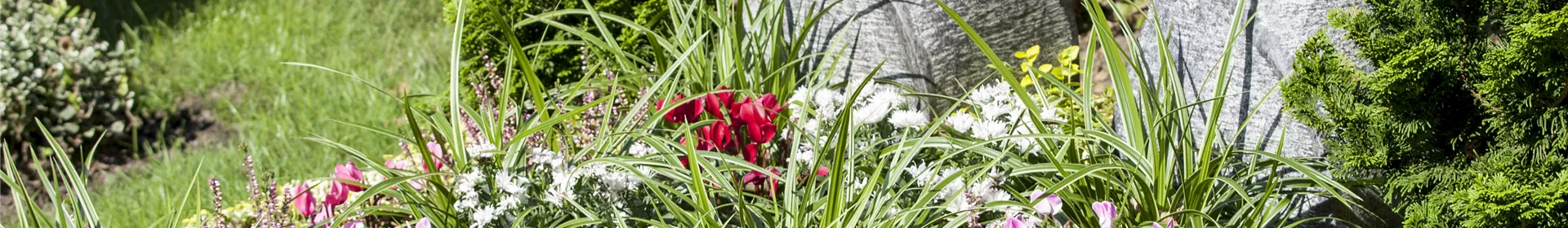 Im Mai bekommt das Grab seine Sommerbepflanzung - Rosengut Langerwisch