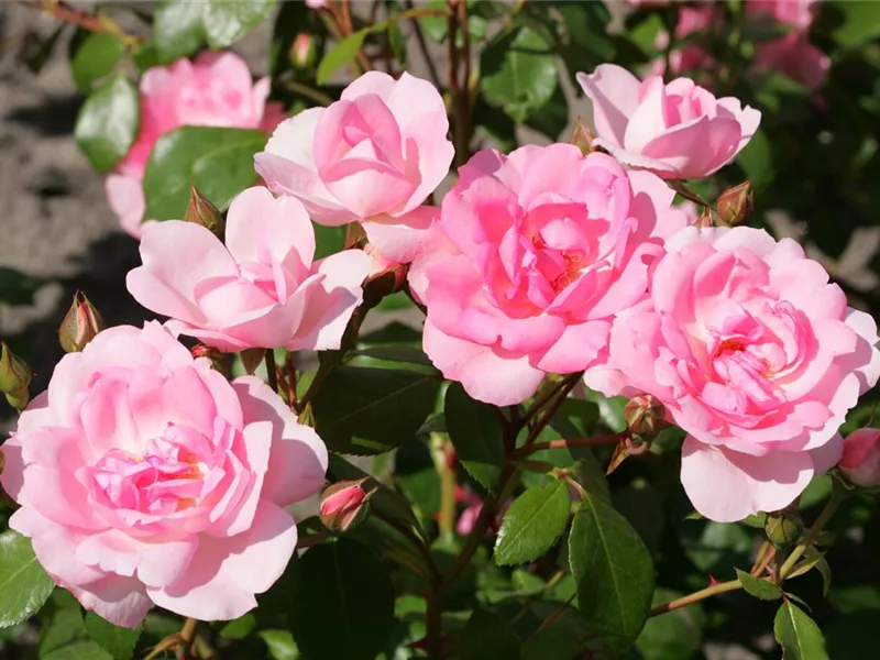 Rosa 'Centenaire de Lourdes® Rose' delge