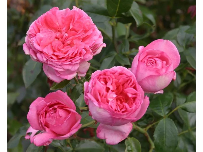 Rosa 'La Rose de Molinard®' delgrarose