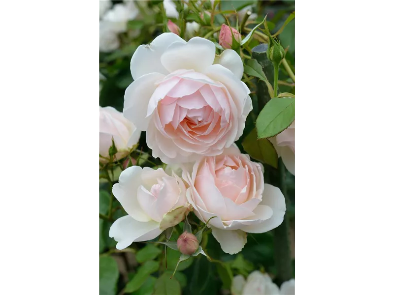Rosa 'Madame Figaro®' delrona