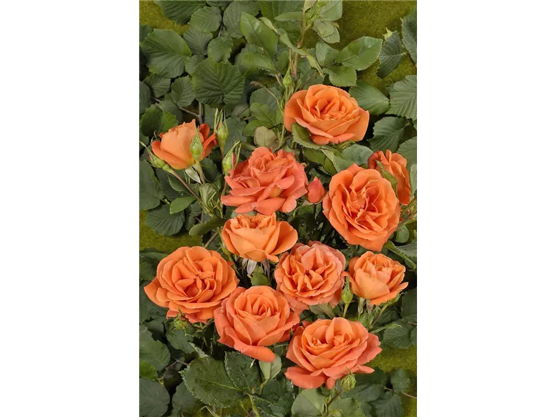 Rosa 'Orange Dawn®'