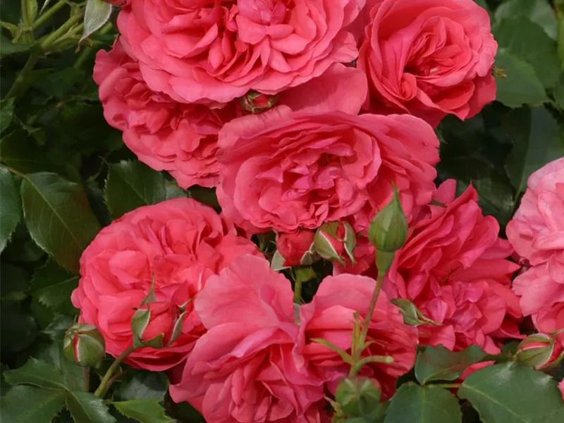 Rosa 'Rosarium Uetersen®'