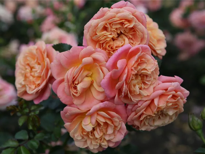 Rosa 'Peach Melba®'