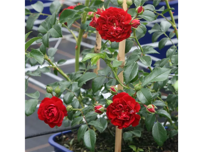 Rosa 'Crimson Siluetta®'