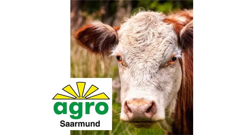 Agro Saarmund calf.jpg
