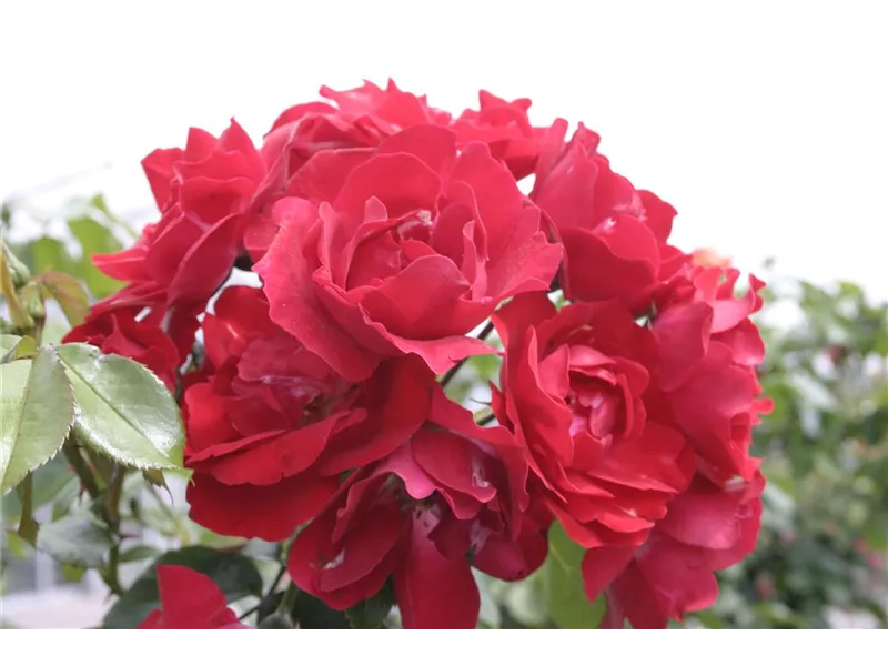 Rosa 'Centenaire de Lourdes® Rouge' delfloro
