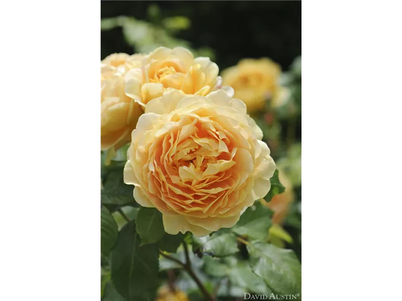 Rosa 'Golden Celebration®' (Ausgold)