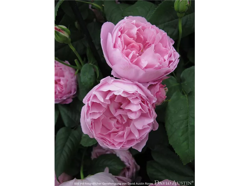 Rosa 'Mary Rose®' (Ausmary)