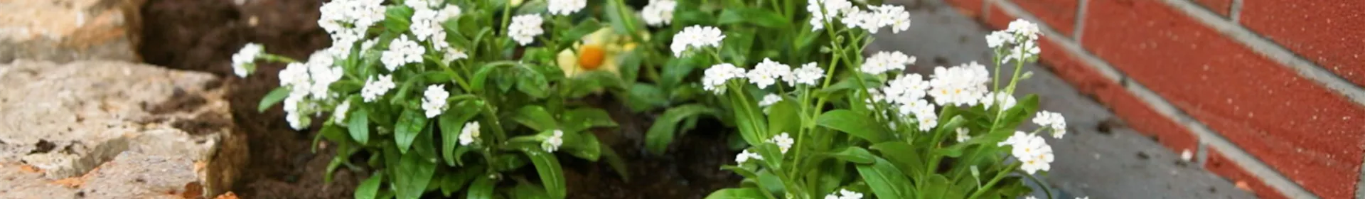 Weißes Vergissmeinnicht - Einpflanzen im Garten - Rosengut Langerwisch