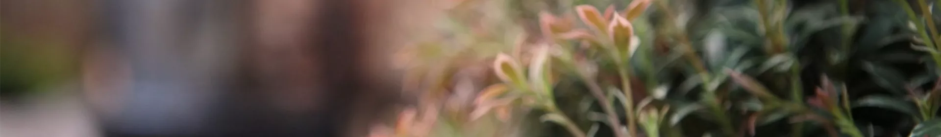 Japanisches Schattenglöckchen - Einpflanzen im Garten - Rosengut Langerwisch