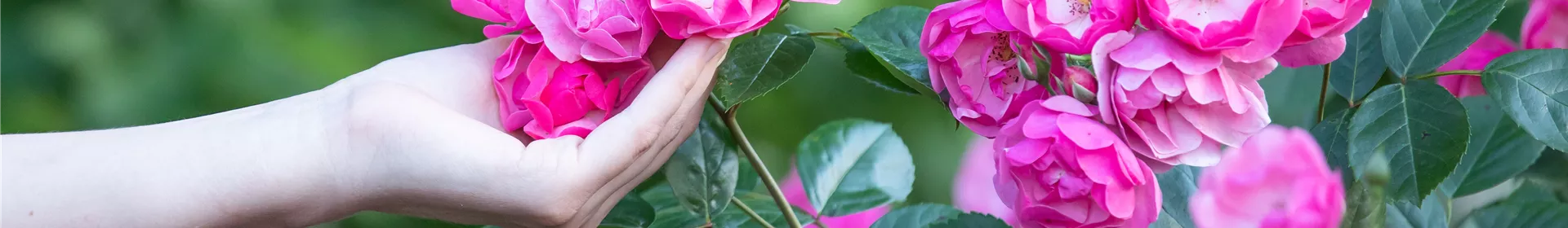 Die Rose – Wellness und Schönheit in einem - Rosengut Langerwisch