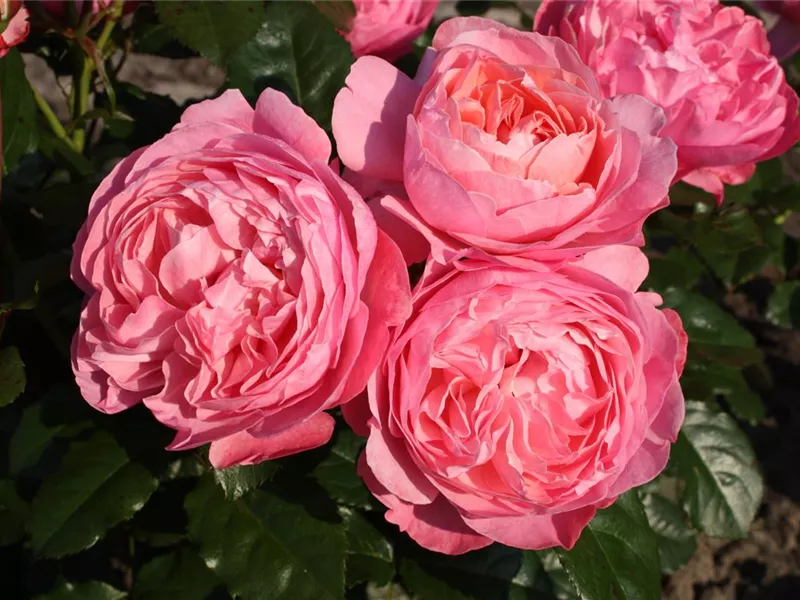Rosa 'Kölner Flora'