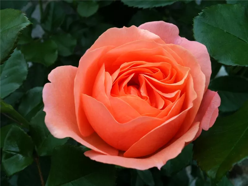 Rosa 'Coral Lions-Rose®'