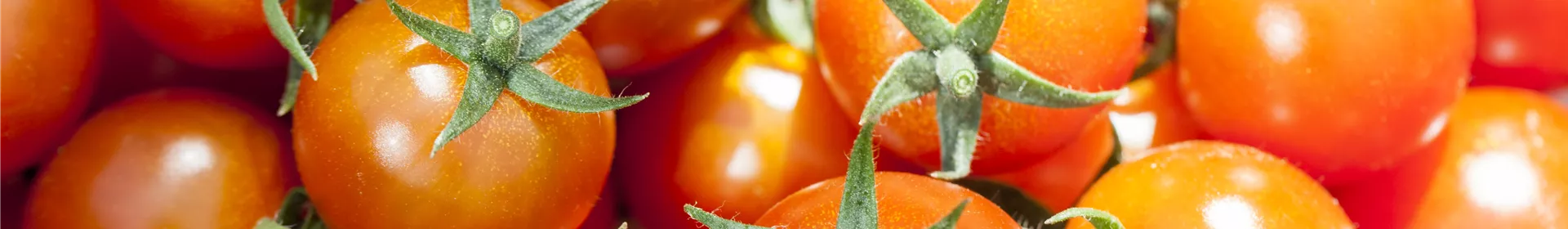Die Tomate - Aroma, Schönheit und Genuss in eins - Rosengut Langerwisch