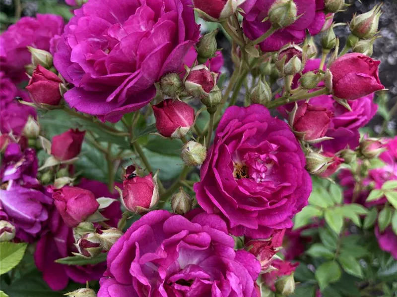 Rosa 'Purple Siluetta®'