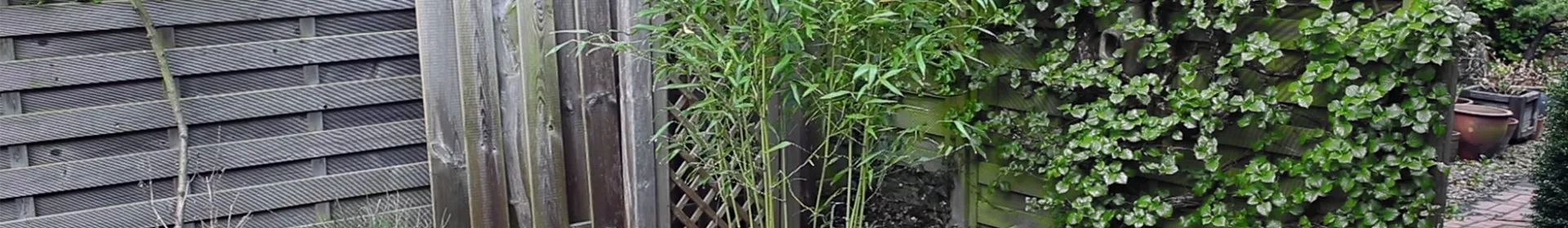 Bambus - Einpflanzen im Garten - Rosengut Langerwisch