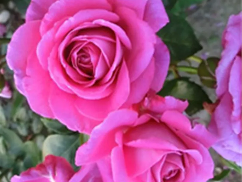 Beautiful Roses Jennifer Rosa 'Jennifer Rose®', Beetrose 'Jennifer Rose®' - Rosengut Langerwisch