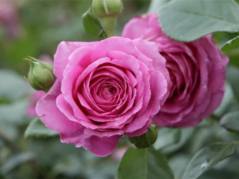 Rosa 'Jennifer Rose', Beetrose Jennifer Rose - Rosengut Langerwisch