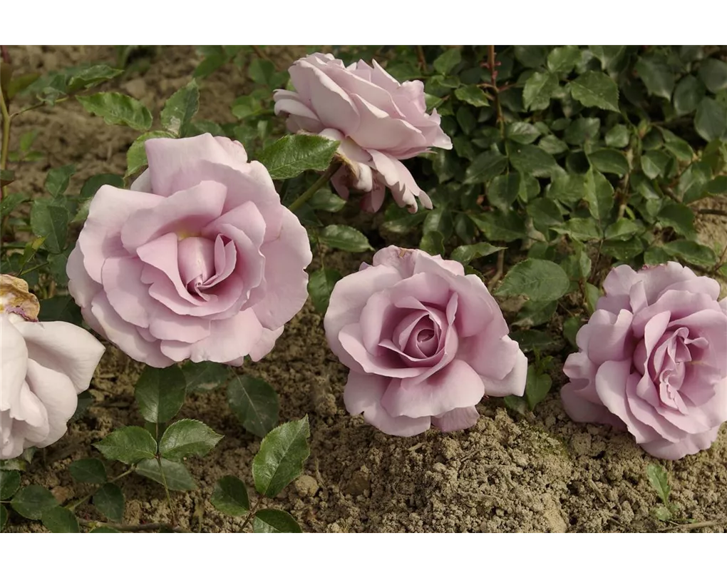 Rose synactif clearance