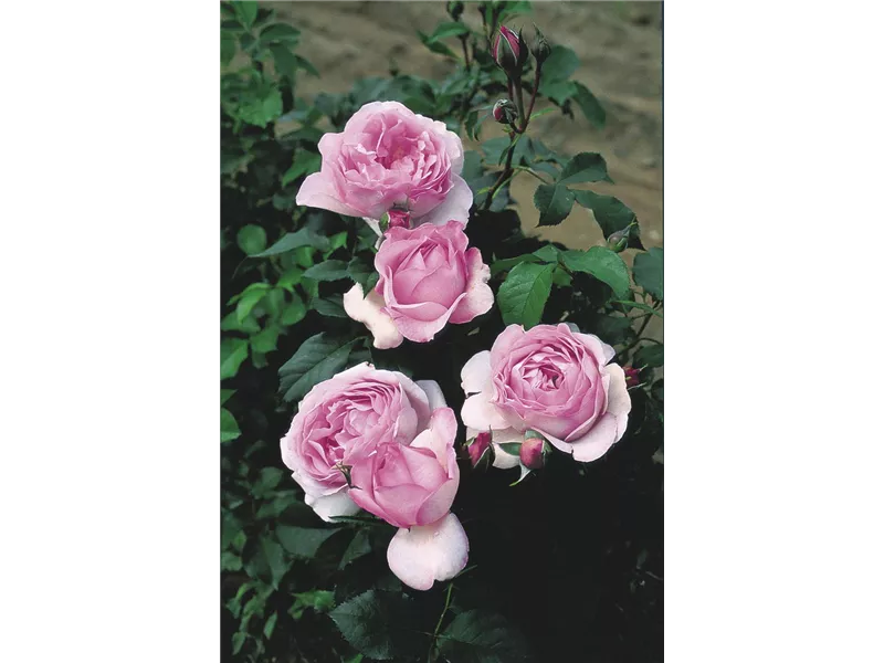 Rosa 'Souvenir de Louis Amade®' delalac