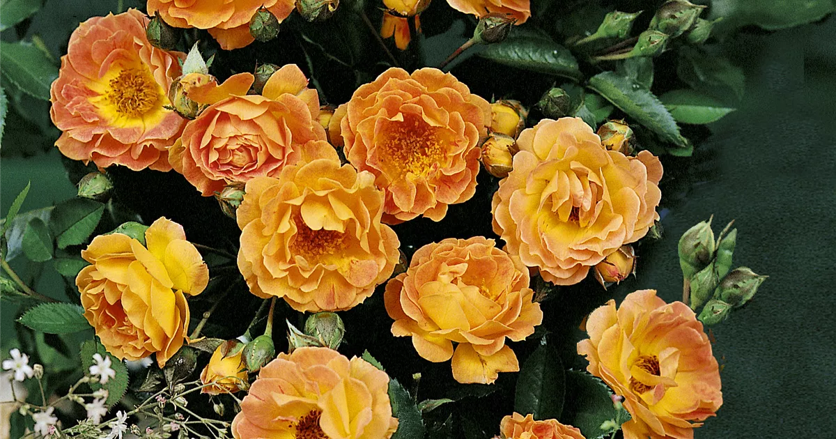 Bodendeckerrose Jojo Peach, Rosa 'Jojo Peach' Rosengut Langerwisch