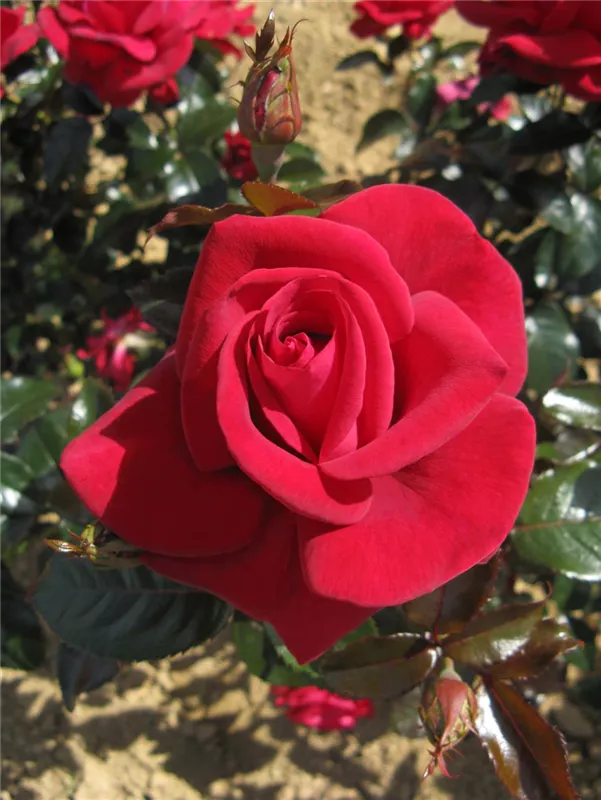 Rosa Grand Classe® rot Duft+++ NIRParfum Edelrose Grand Classe® 