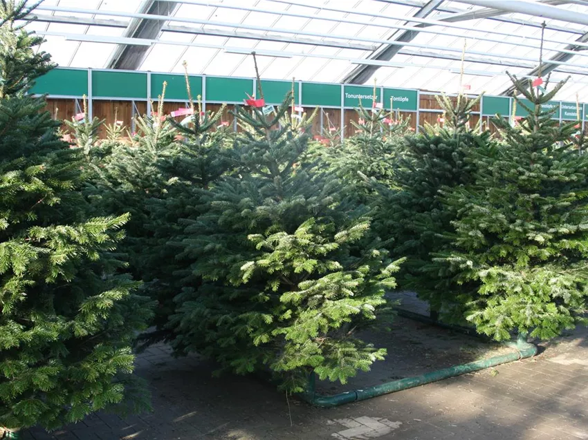 Startseite Rosengut Langerwisch