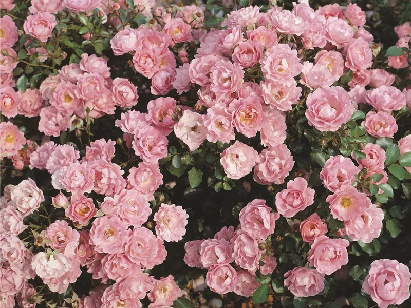 Bodendecker Sommerwind, Rosa 'Sommerwind' Rosengut Langerwisch