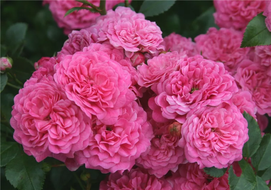 Zwergrose Pepita® Pflanzen-Kölle Gartenrose pink blühende ADR-Topfrose im 3 L Topf frisch aus der Gärtnerei