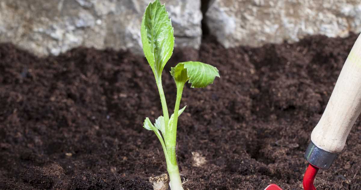 Sommerzwiebeln pflanzen - Rosengut Langerwisch