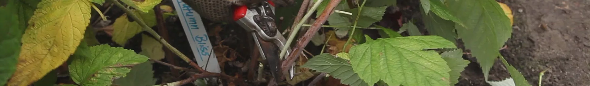 Himbeeren - Zurückschneiden im Herbst - Rosengut Langerwisch