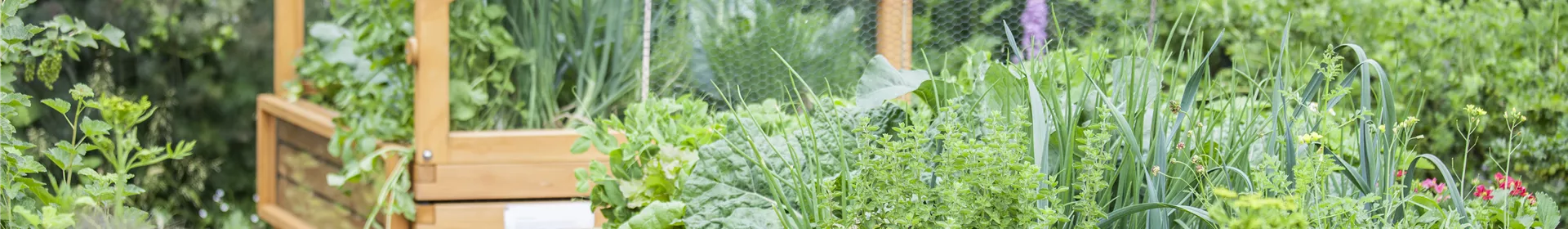 Das Hochbeet - Entlastung und frühe Ernte - Rosengut Langerwisch Das Hochbeet - Entlastung und frühe Ernte - Rosengut Langerwisch