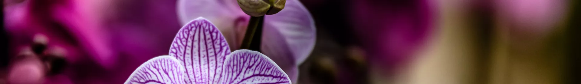 Die „Königin der Blumen“ - Rosengut Langerwisch