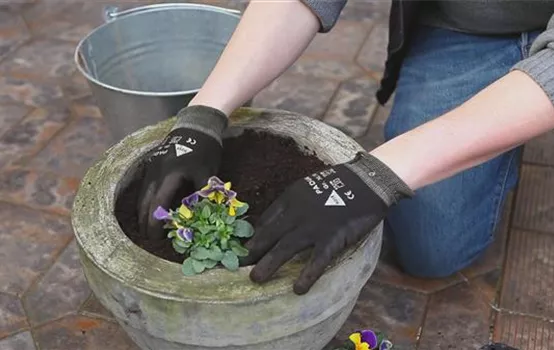 Hornveilchen - Einpflanzen in ein Gefäß (thumbnail)