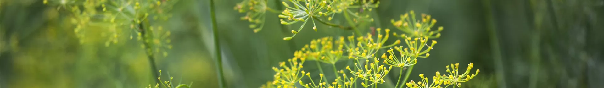 Kräuter im Garten - Rosengut Langerwisch