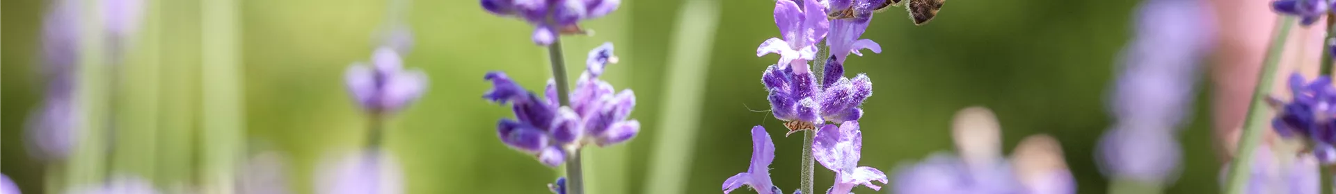 Unsere Gartenwelt - Rosengut Langerwisch