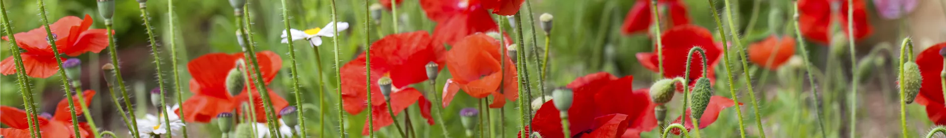 Der Klatschmohn – vom Acker in den Garten - Rosengut Langerwisch