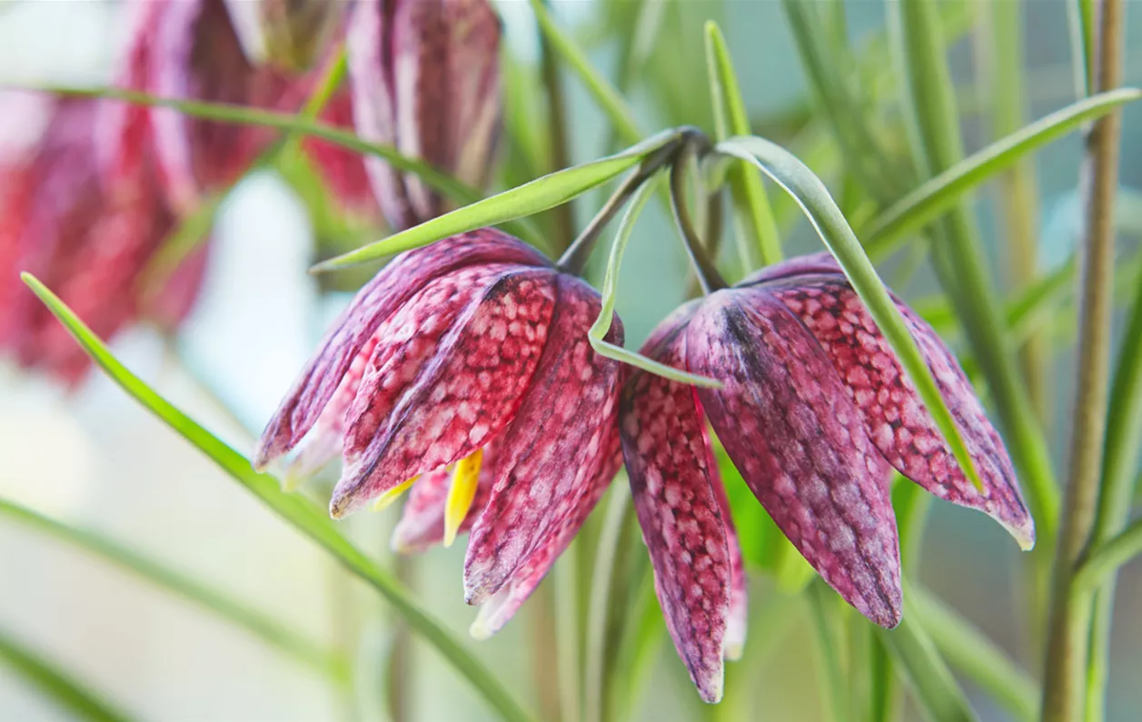 Gartentipp_09_Schachbrettblume.jpg