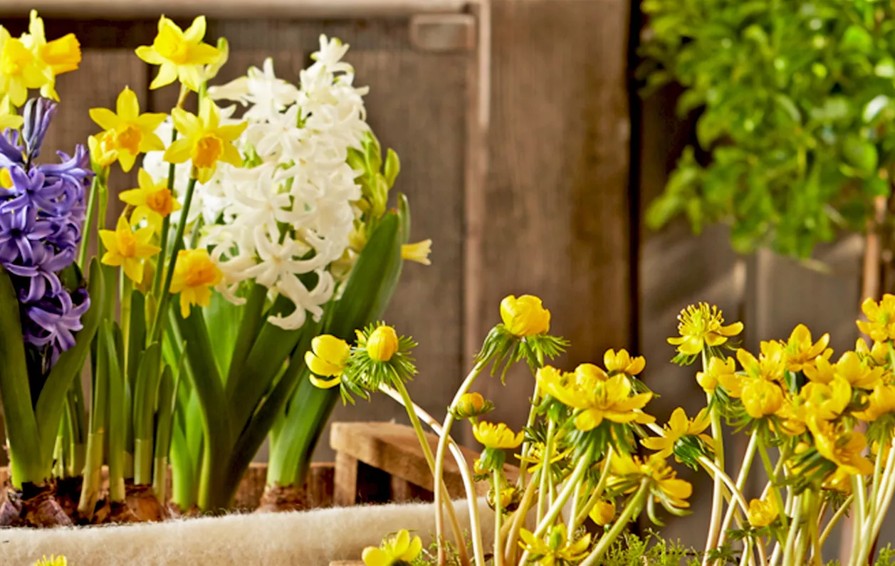 Gartentipp_09_Hyazinthen_Winterlinge.jpg