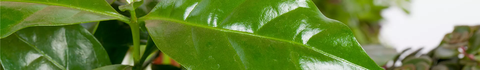 Eigener Kaffee aus dem Garten – das ist möglich - Rosengut Langerwisch